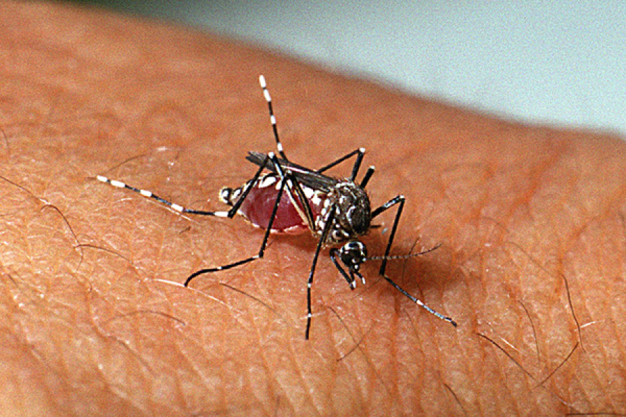 Paraíba registra mais de 5 mil casos e três mortes por dengue no primeiro semestre de 2025
