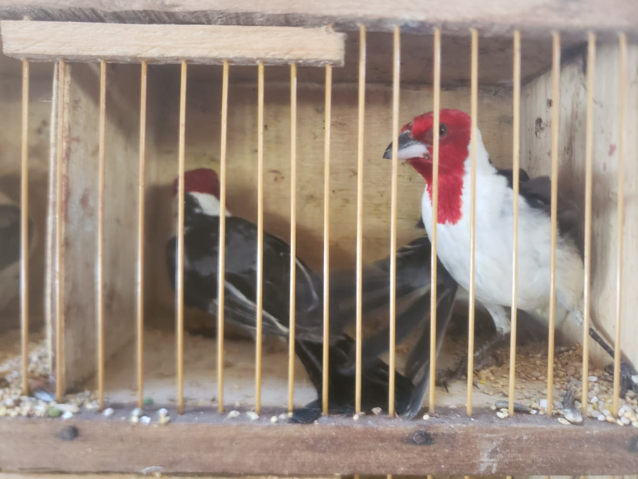 Abordagem policial apreende drogas e aves silvestres, em Itaporanga